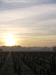 Château Cantenac, vignobles Saint-Emilion, matin